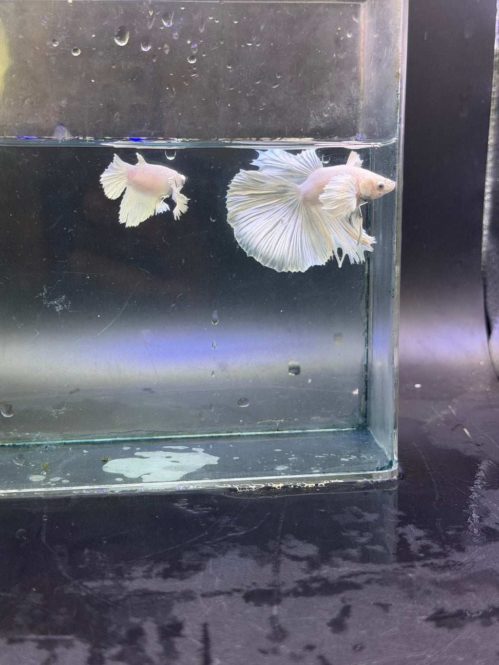 Calidad súperior-betta Dumbo macho y hembra