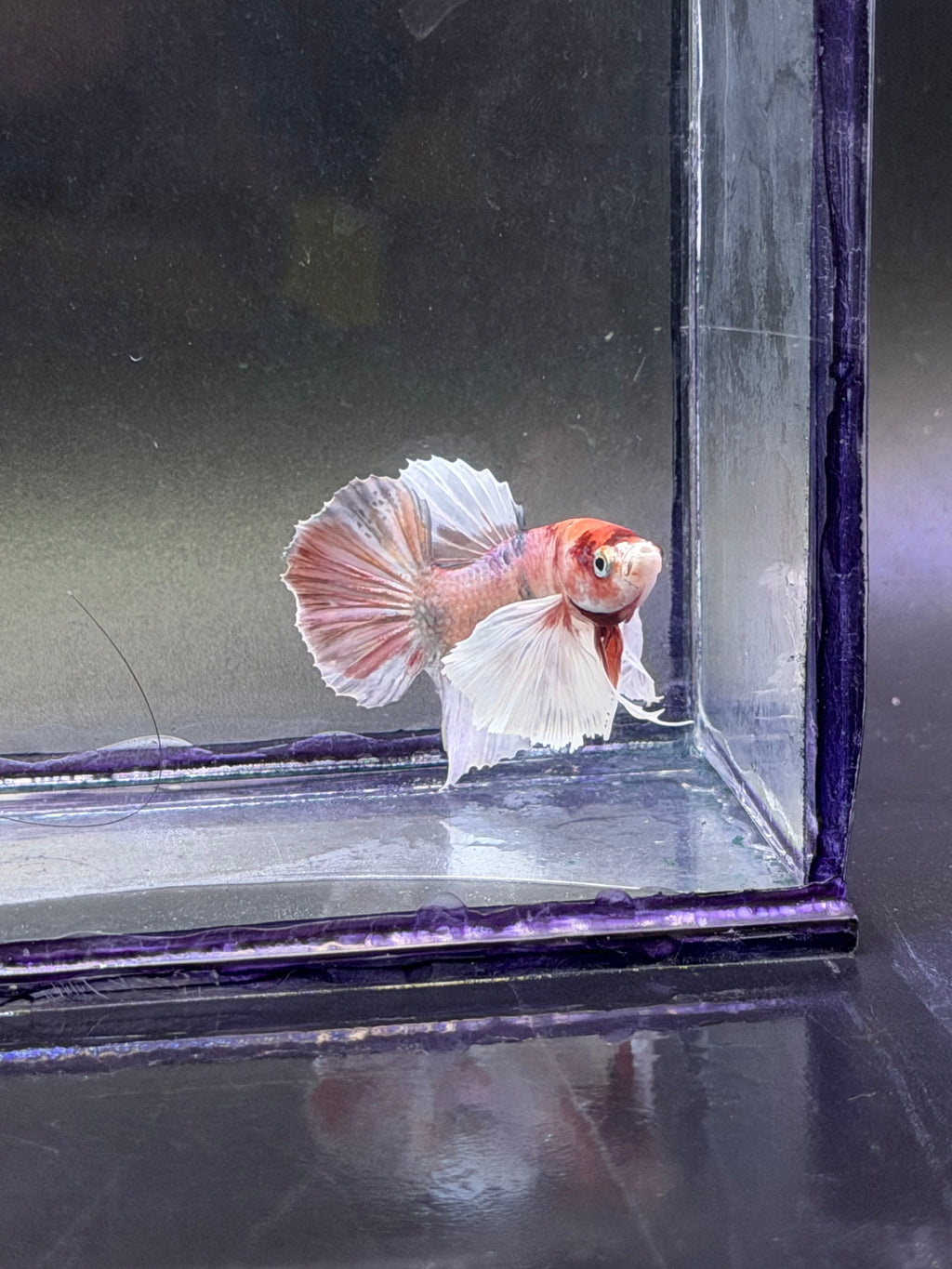 Betta dumbo hmpk multi