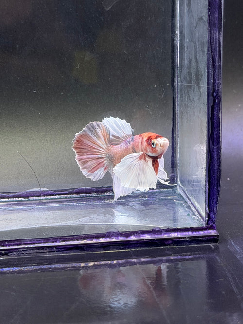 Betta dumbo hmpk multi
