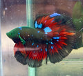 Betta raro galaxy hulk
