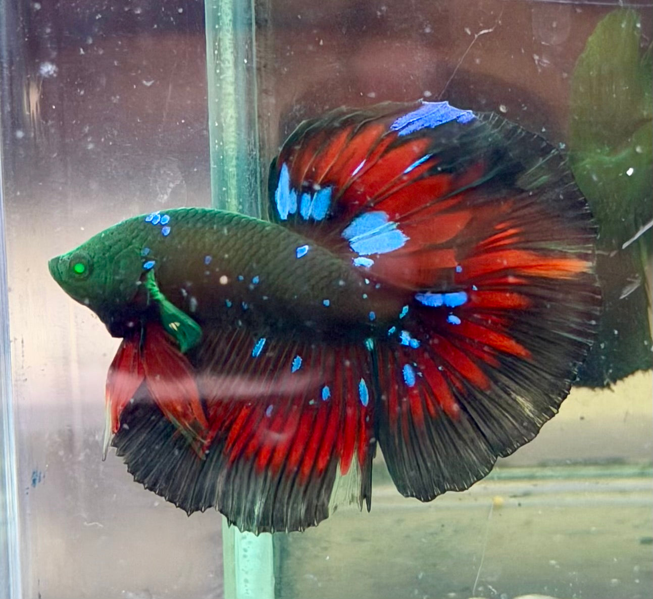Betta raro galaxy hulk