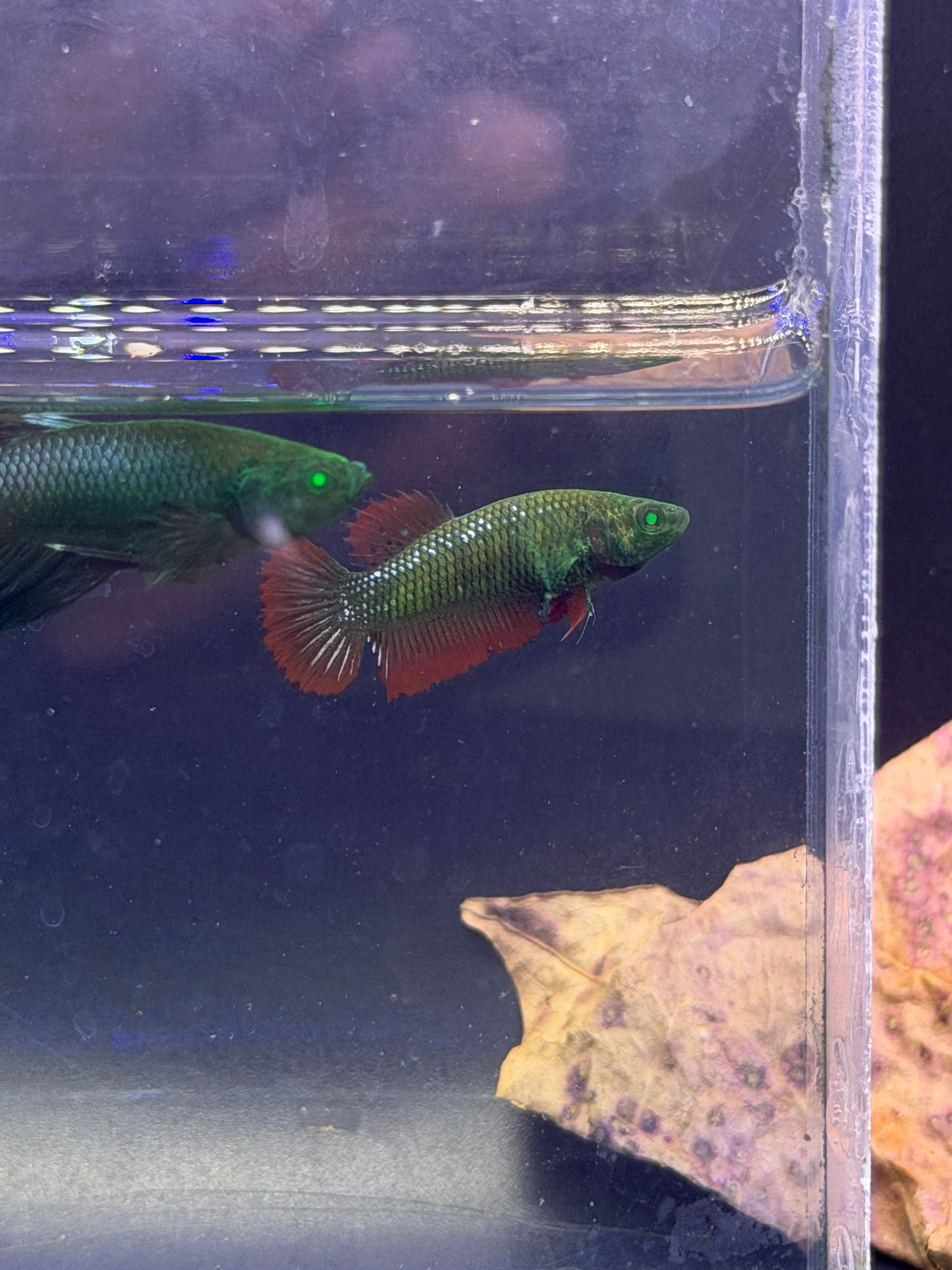 Pareja Cronwtail Hulk Rare( foto exacta)