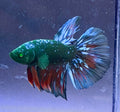 Betta galaxy hulk raro