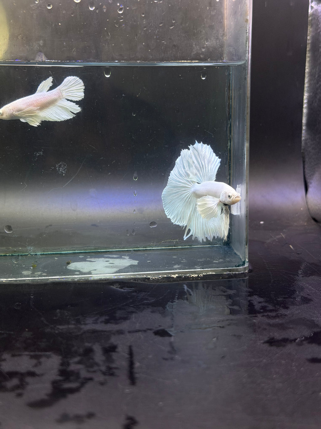 Calidad súperior-betta Dumbo macho y hembra