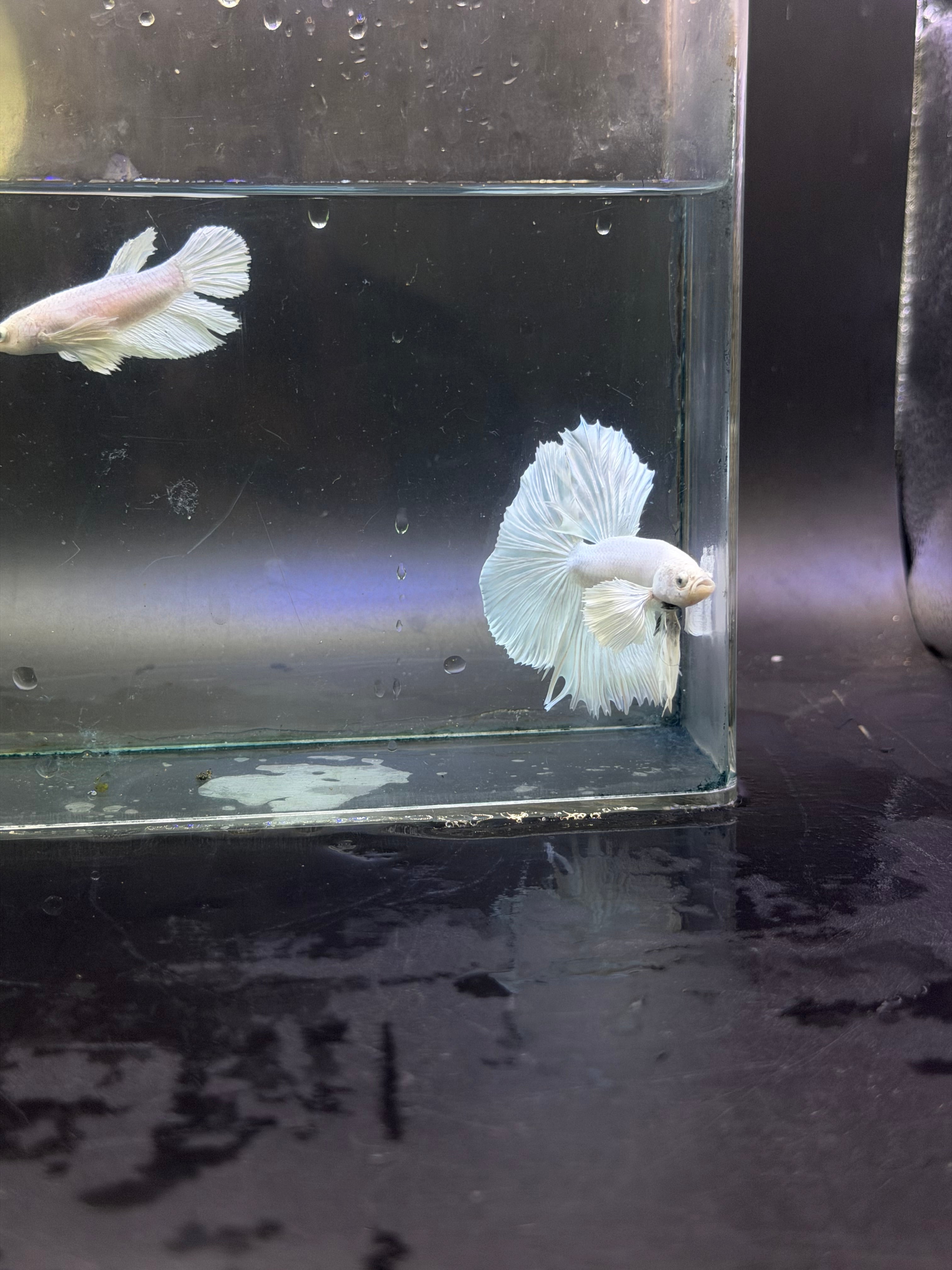 Calidad súperior-betta Dumbo macho y hembra