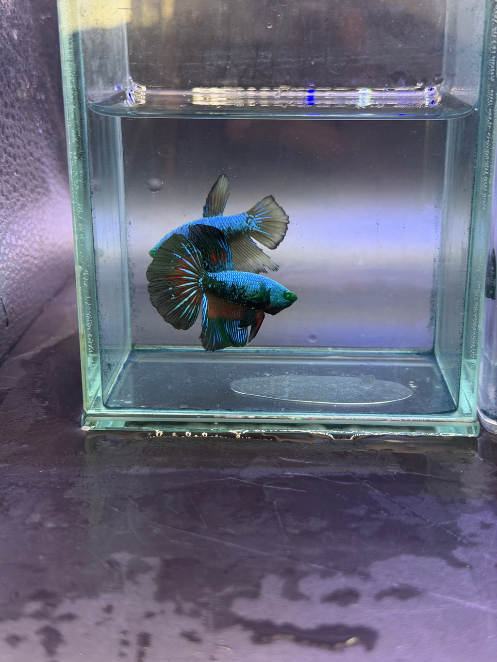 Rare-betta samurai avatar 1 macho (💯x💯 real foto)