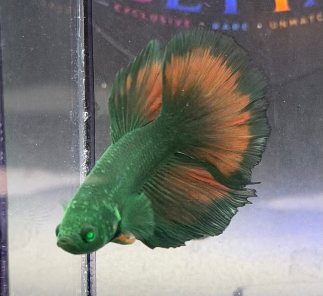 Raro-Betta hm Hulk