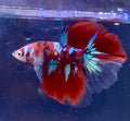 Betta galaxy macho(💯x💯 real foto)