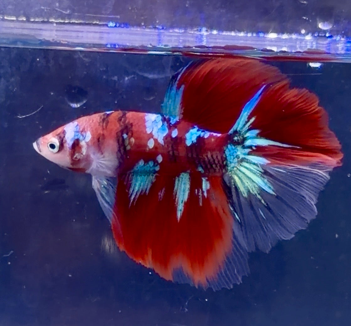 Betta galaxy macho(💯x💯 real foto)