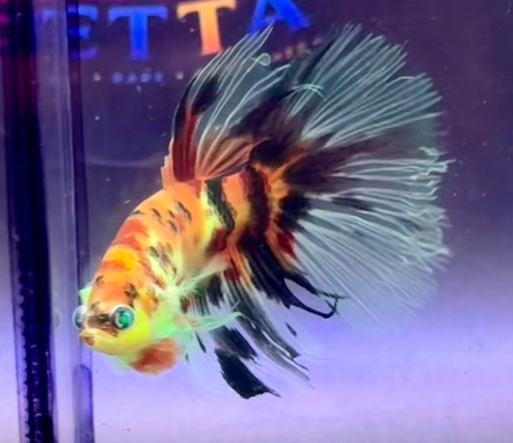 Rare-betta multicolor neón Hulk macho (💯x💯 real foto)