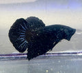 Betta black hmpk calidad