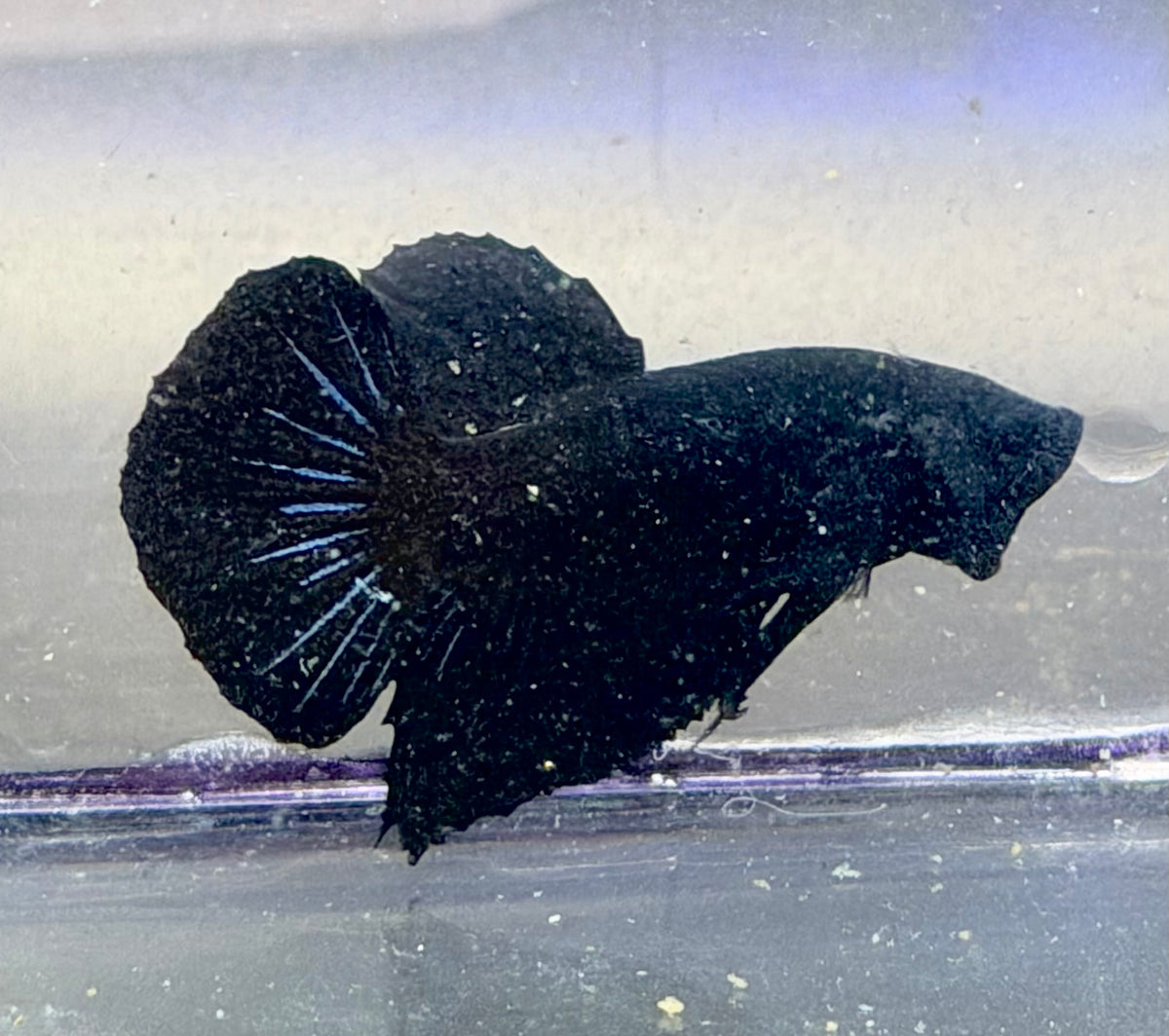 Betta black hmpk calidad