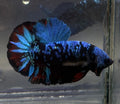 Betta avatar hmpk macho