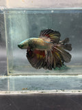 Betta Hulk halfmoon Rare