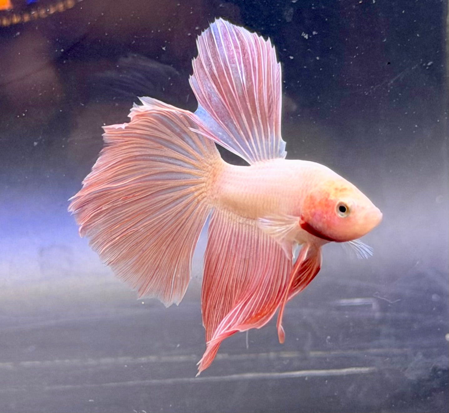 Betta pink hm