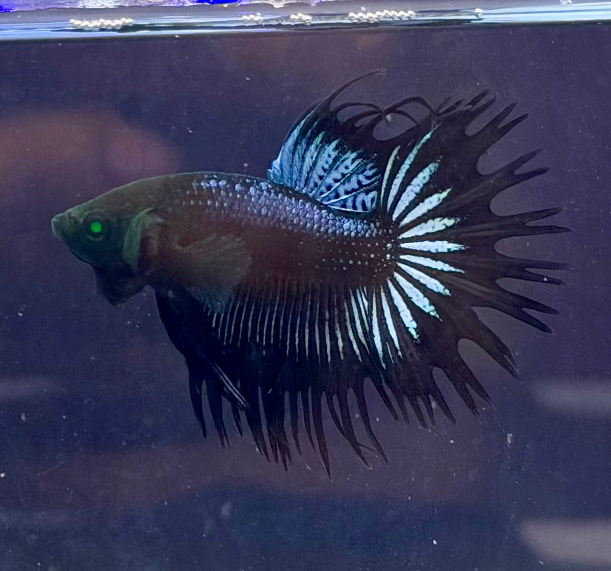 Betta macho CT hulk