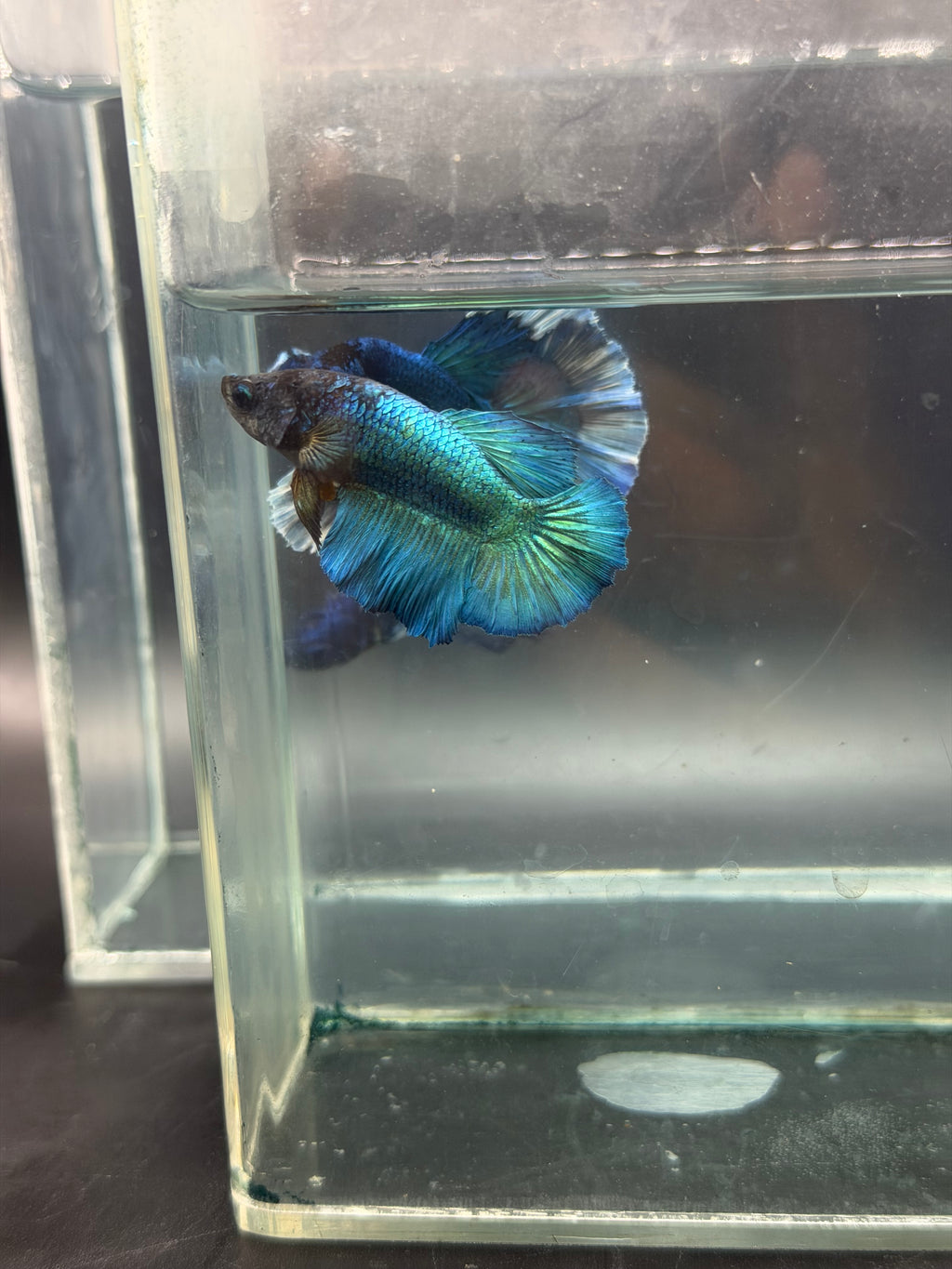 Rare-betta butterfly macho y hembra (💯x💯 real foto)