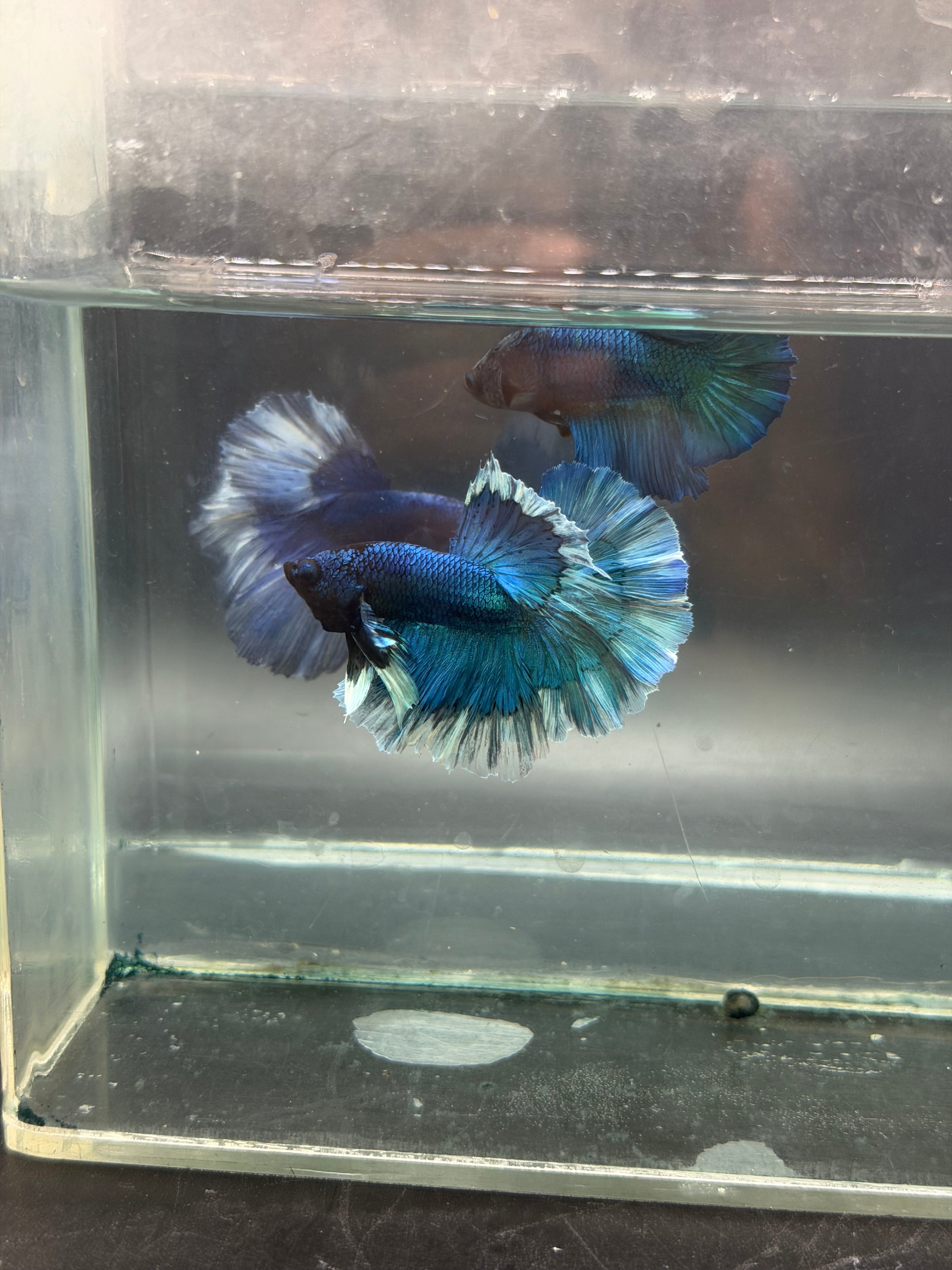 Rare-betta butterfly macho y hembra (💯x💯 real foto)