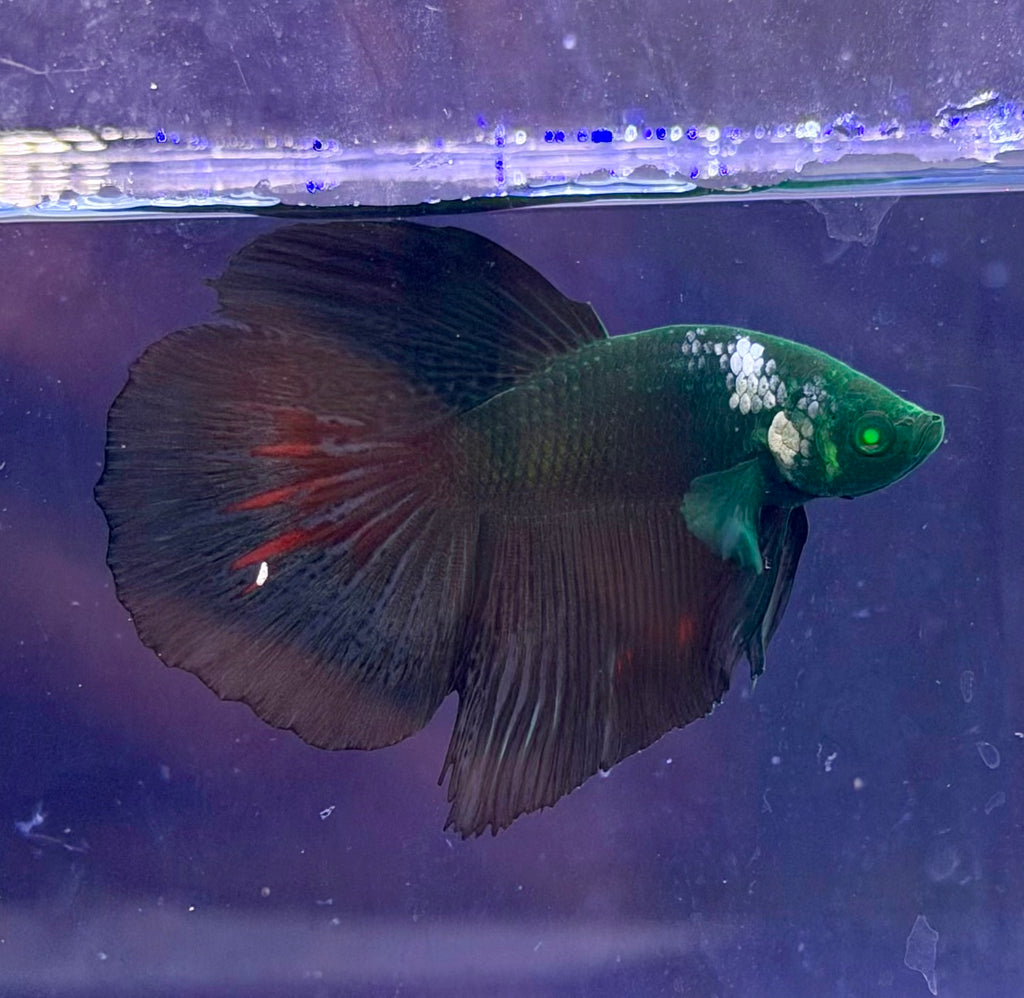 RaRe- betta hm hulk macho