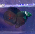 RaRe- betta hm hulk macho