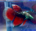 Rare-betta Galaxy hulk (💯x💯 real foto)
