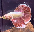 Betta Halfmoon Hulk