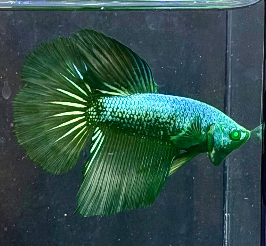 Betta 2 parejas Hulk samurai
