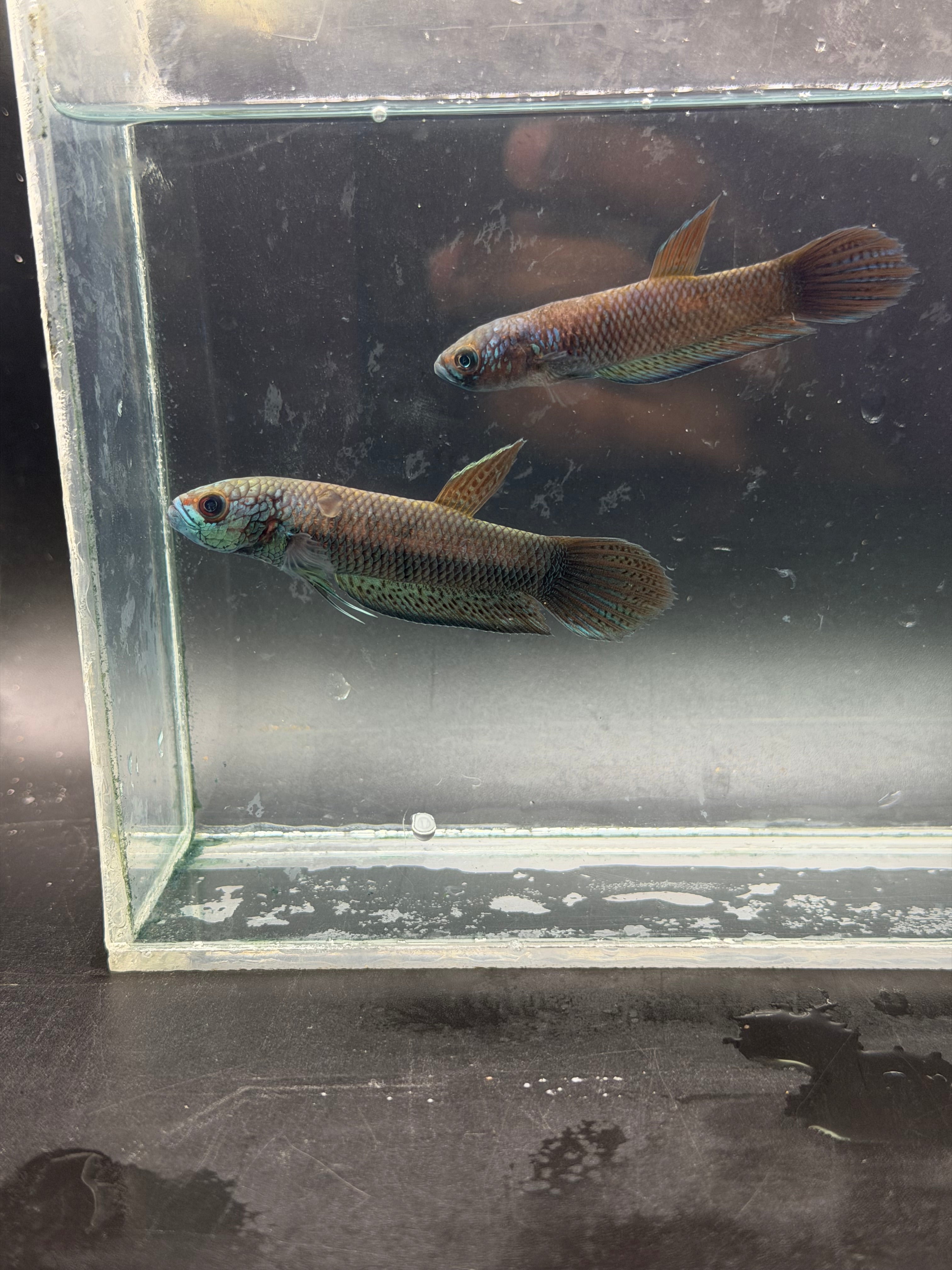 Betta antuta pareja