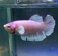 Betta hembra rosada (foto real)