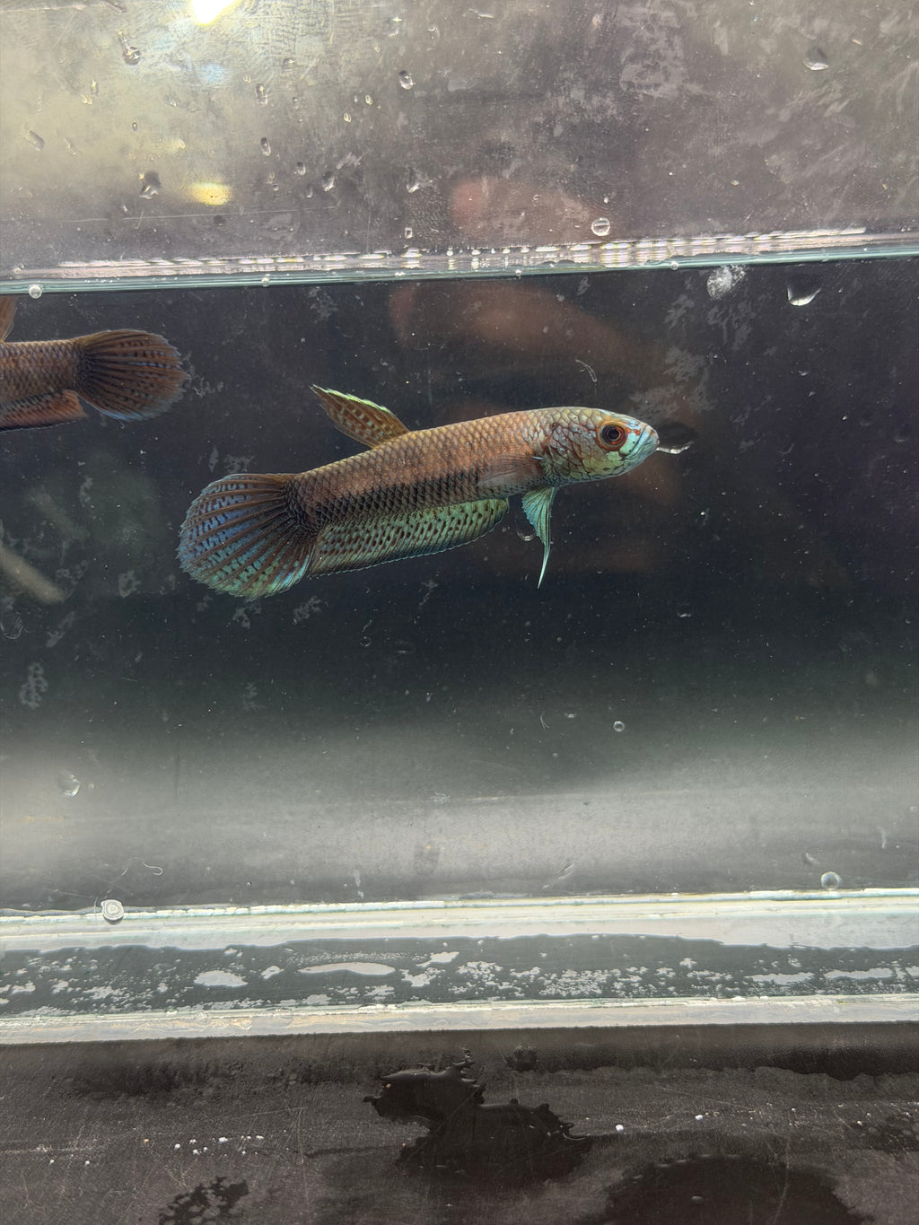 Betta antuta pareja
