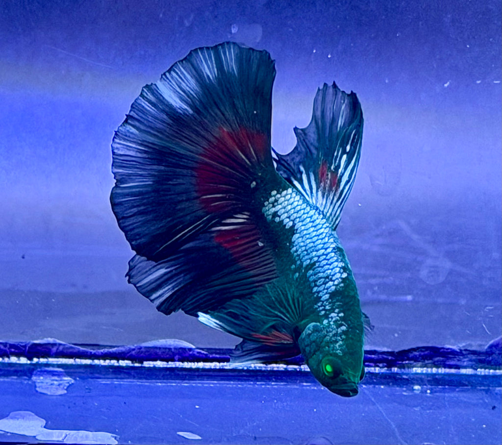 Raro-Betta pareja dragón samurai hulk