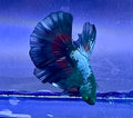 Raro-Betta pareja dragón samurai hulk