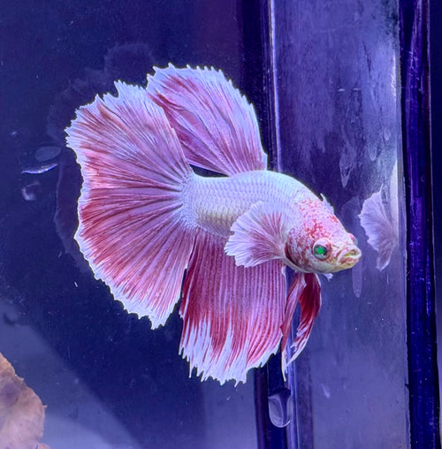 Betta Halfmoon Hulk