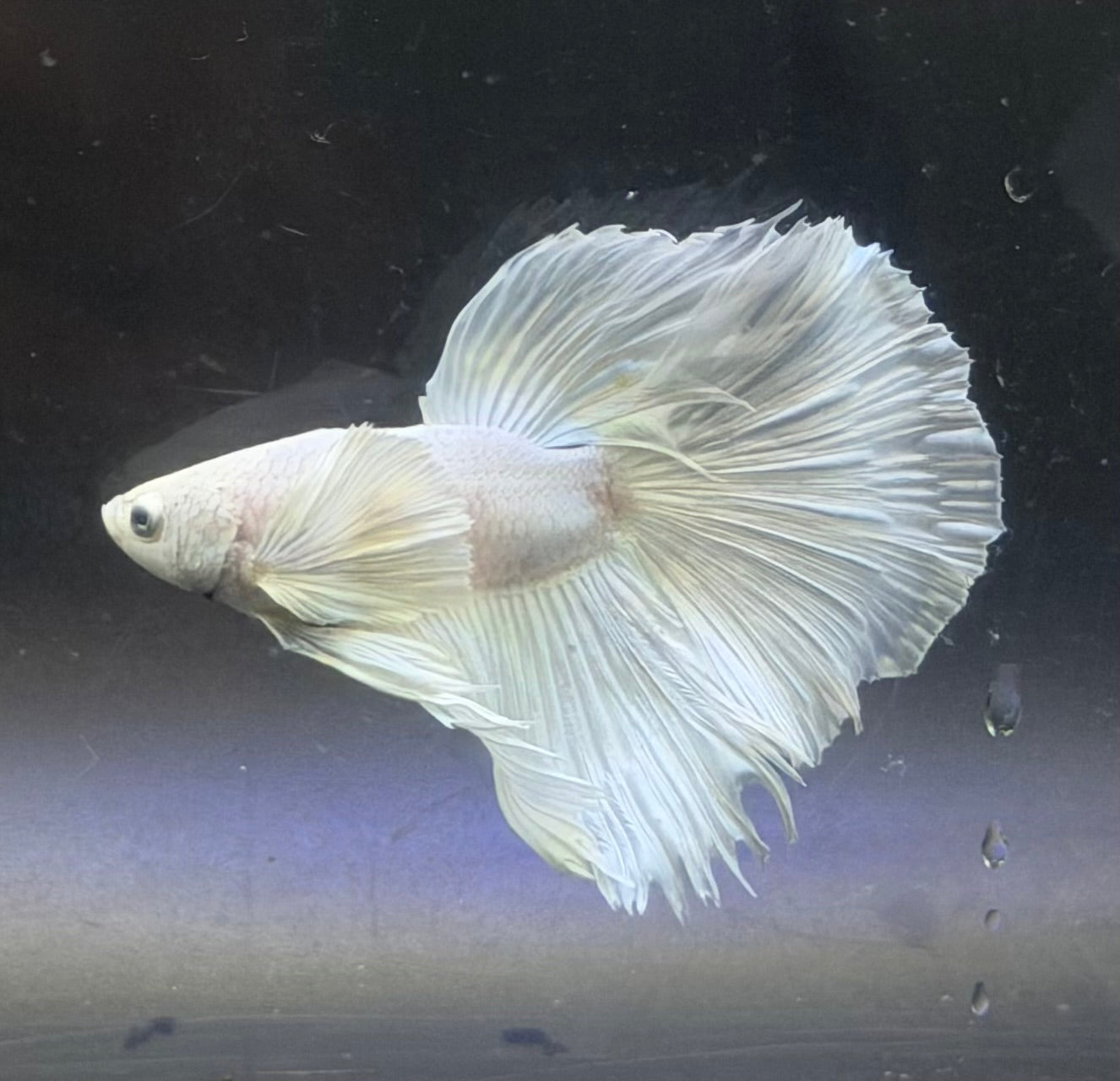 Pareja Dumbo 1 hembra Hulk 1 macho gratis (fish4)