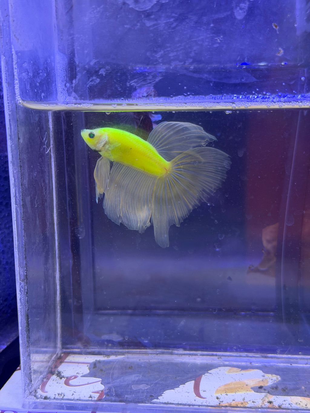 Betta neon o glow halfmoon