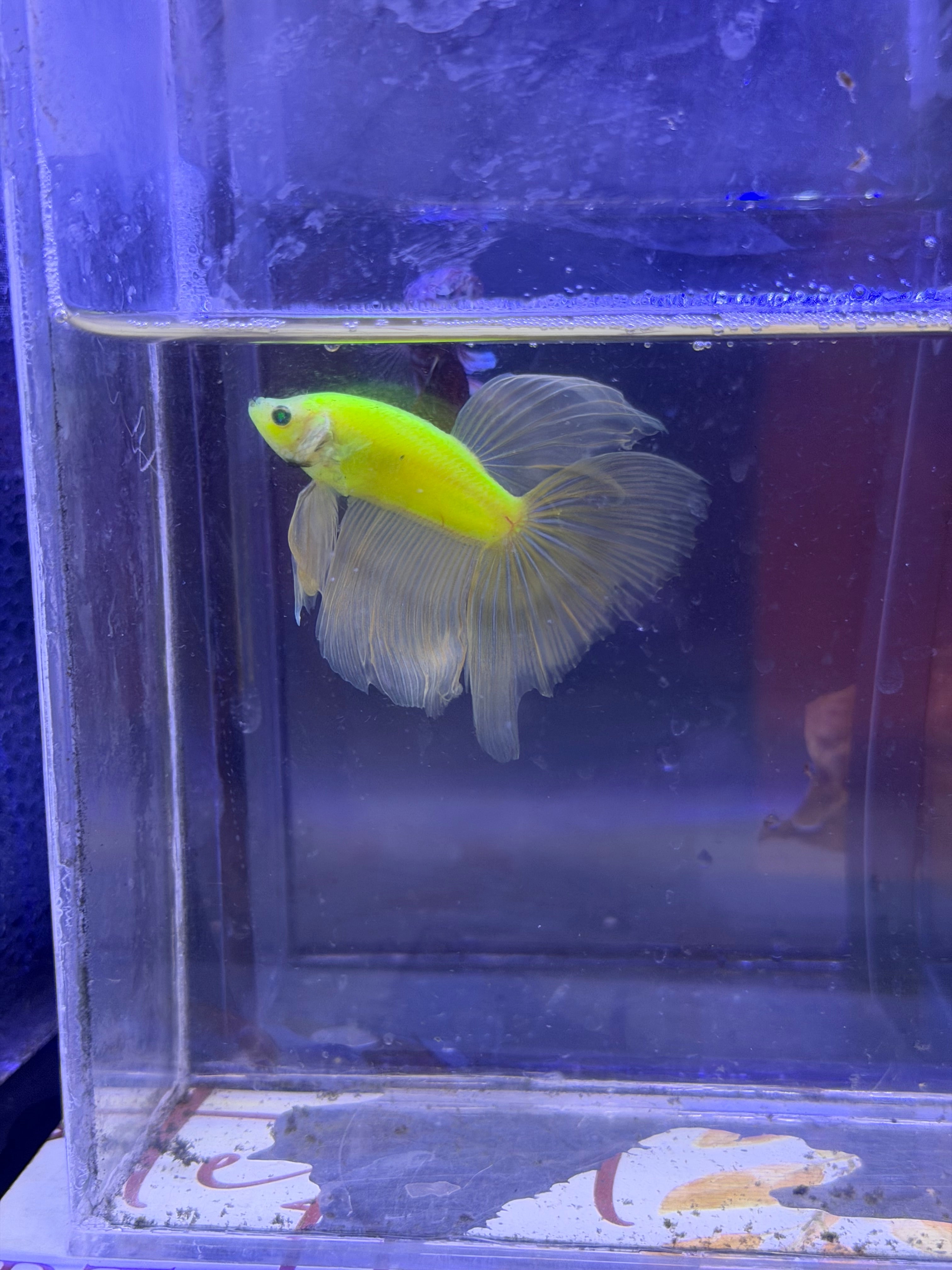 Betta neon o glow halfmoon