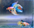 Rare-betta Veiltail macho y hembra (💯x💯 real foto) (copia)