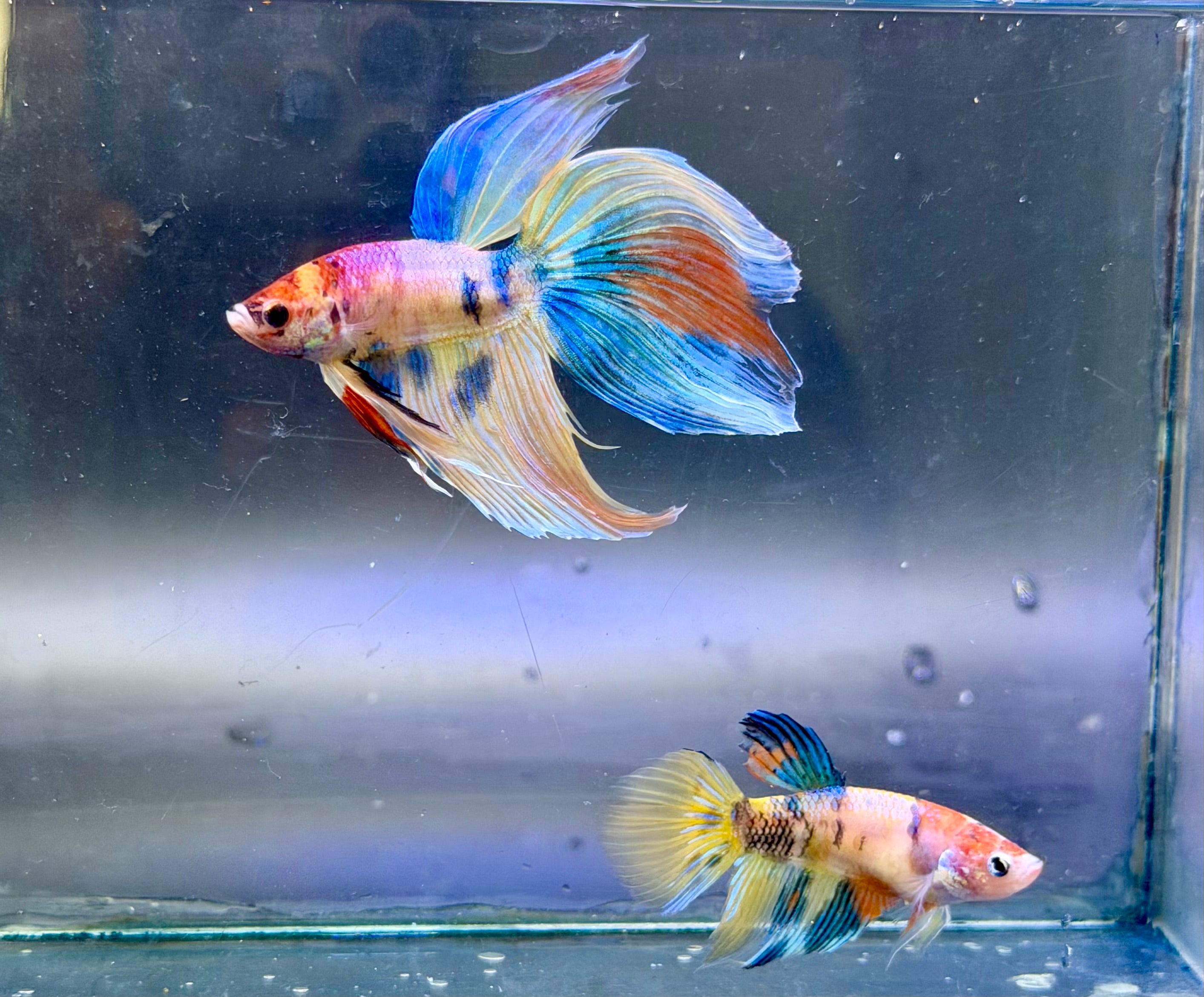 Rare-betta Veiltail macho y hembra (💯x💯 real foto) (copia)