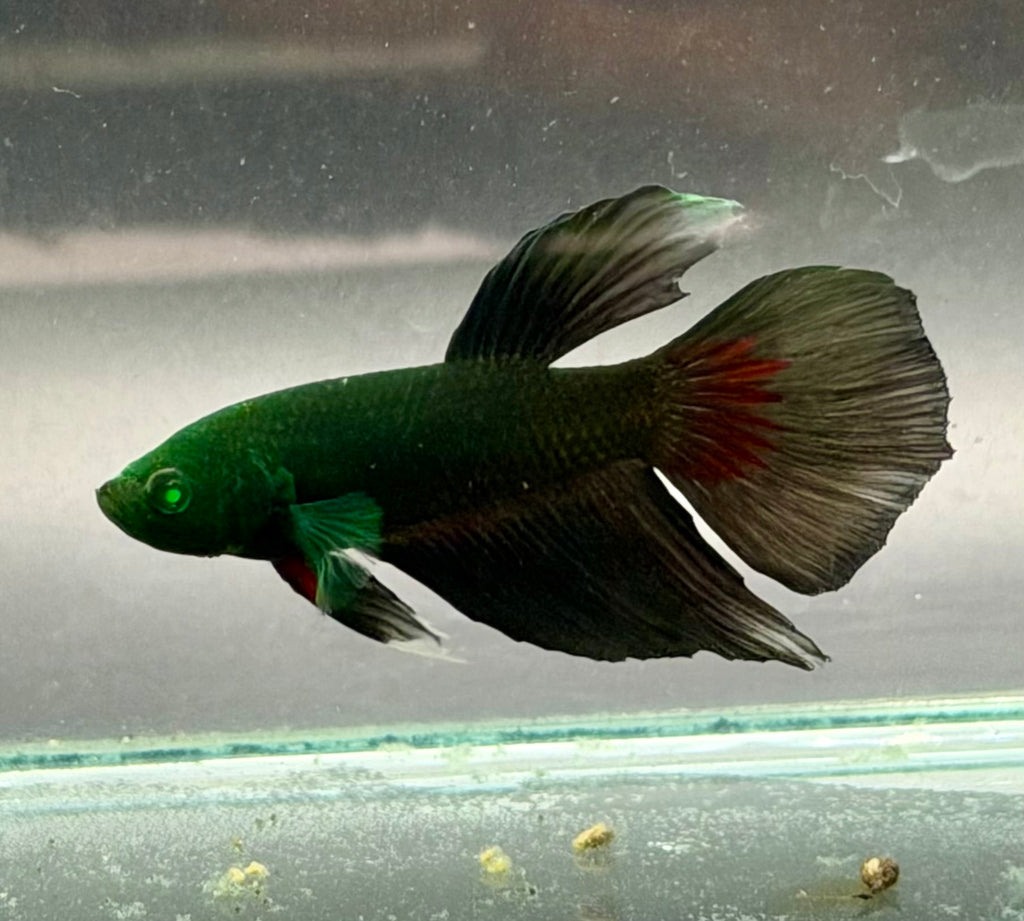 Rare-betta black y red Hulk 1 macho (💯x💯 real foto)