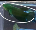 Betta hembra Hulk