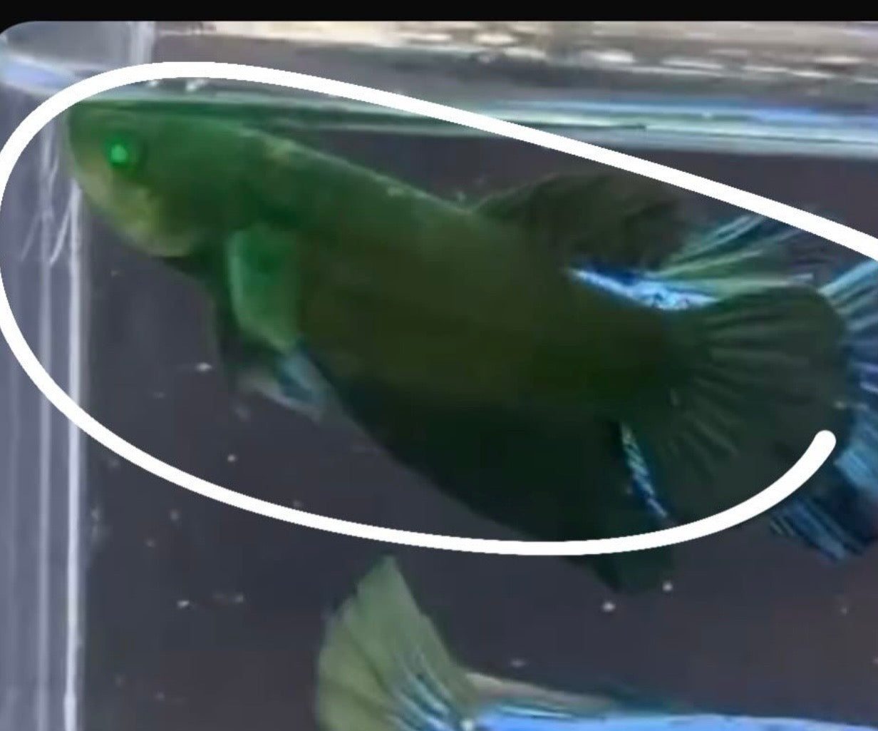 Betta hembra Hulk