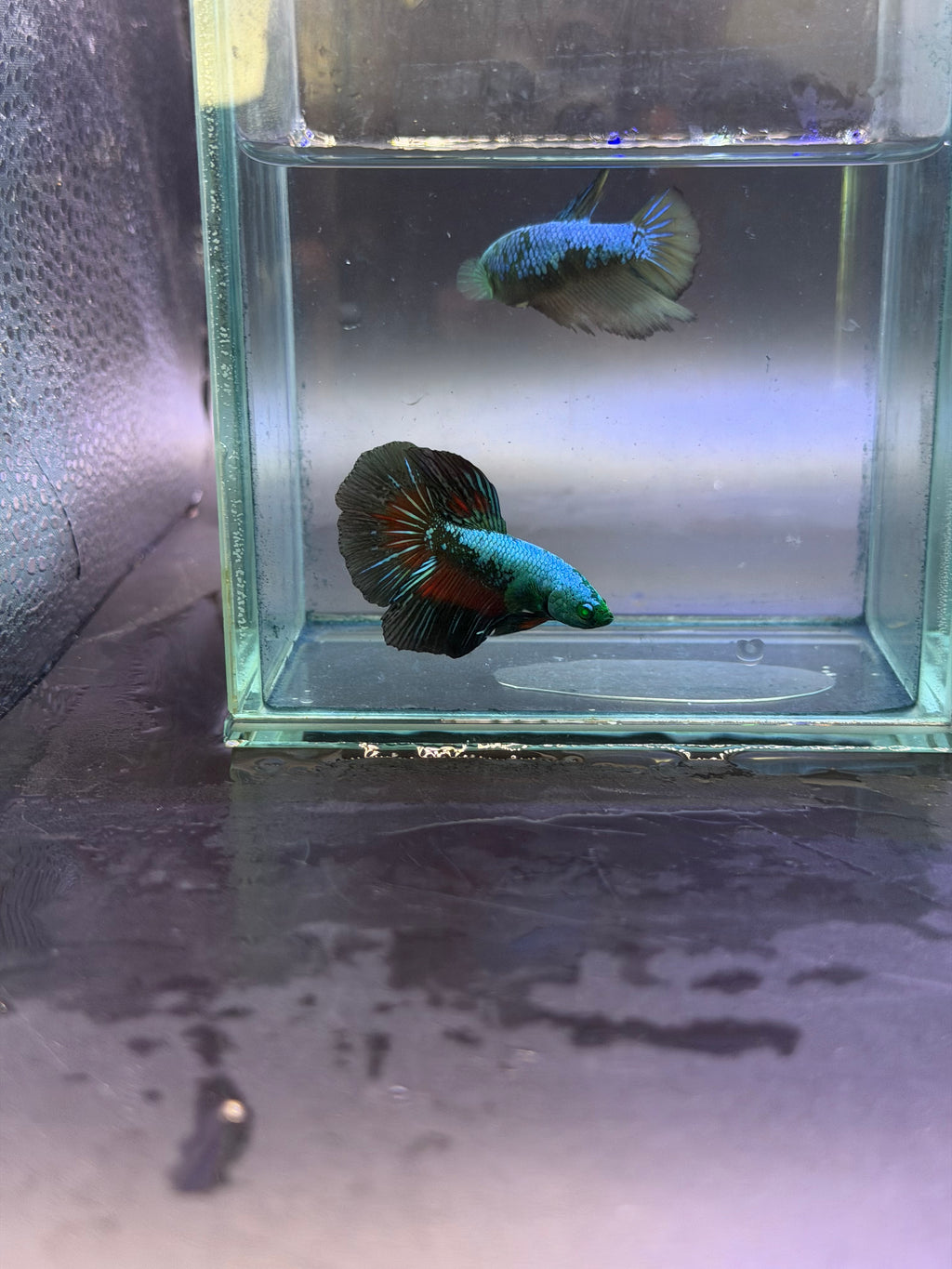 Rare-betta samurai avatar 1 macho (💯x💯 real foto)