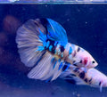 Betta galaxy yellow pareja