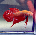 Betta splendens macho