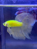 Betta neon o glow halfmoon