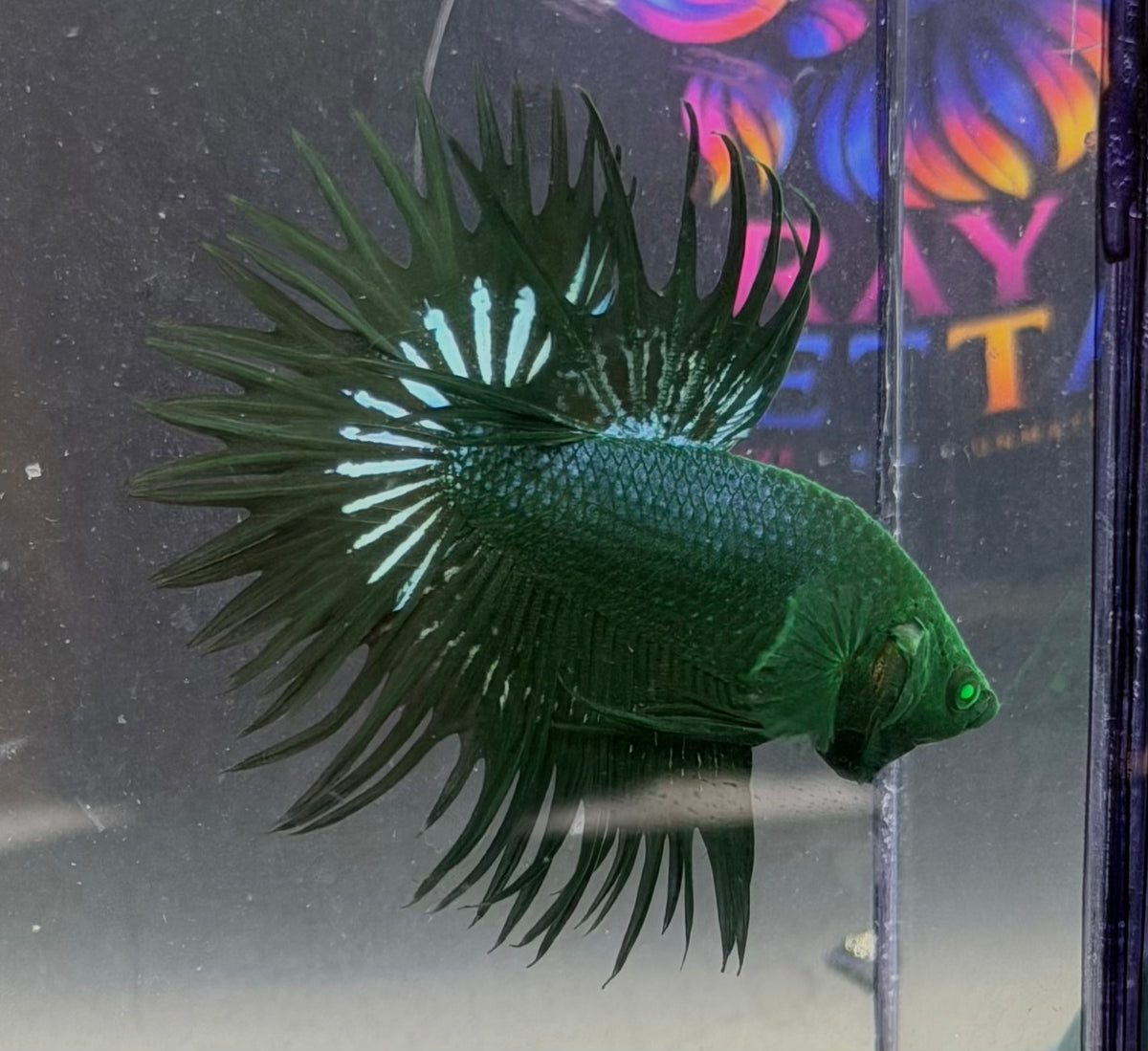 Raro-Betta pareja Cronwtail Hulk