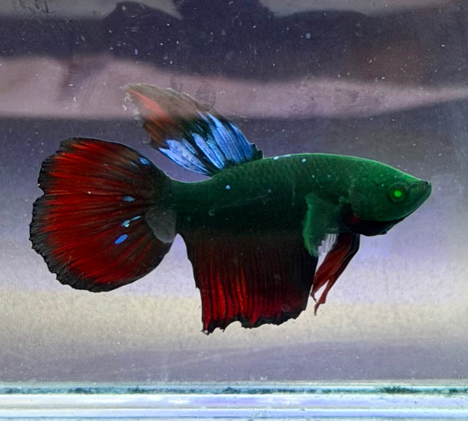 Rare-betta Galaxy hulk (💯x💯 real foto)