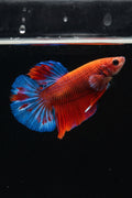 Betta hellboy