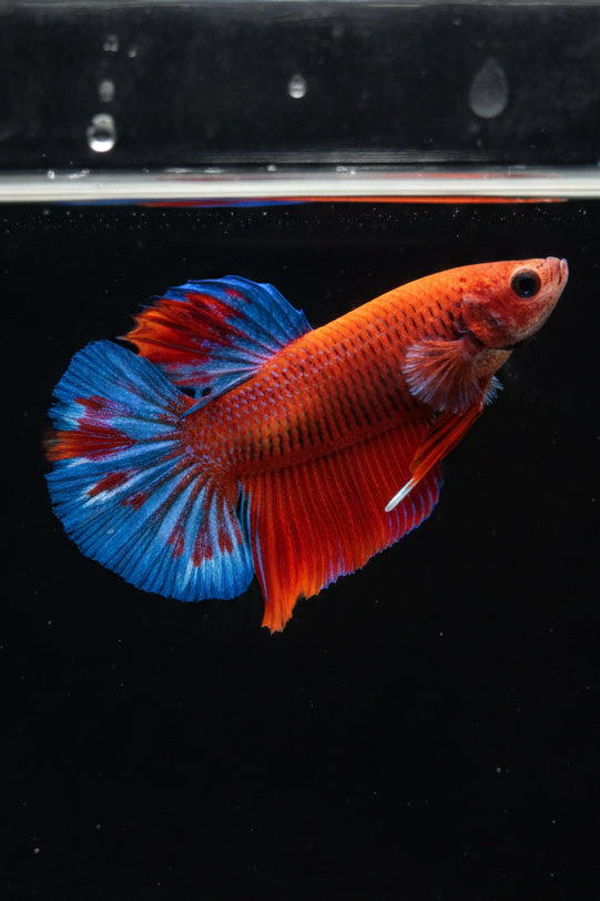 Betta hellboy