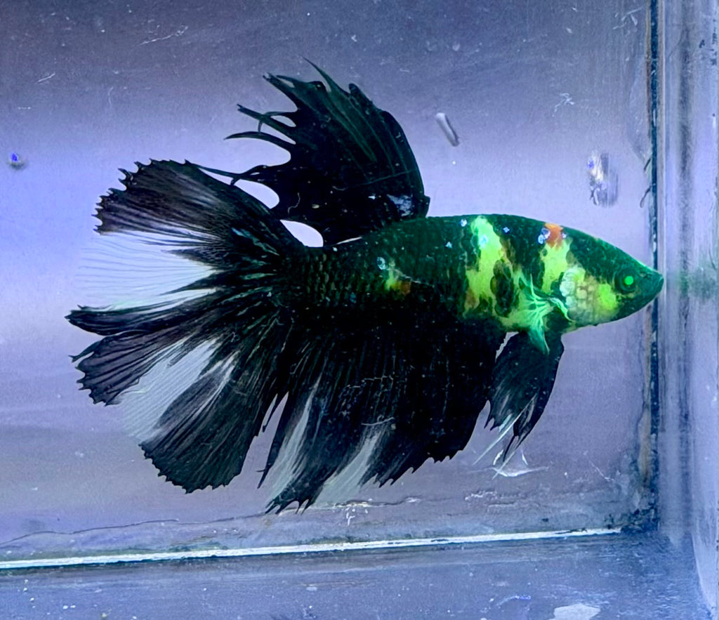 Rare-betta koi black neon 1 macho (💯x💯 real foto)